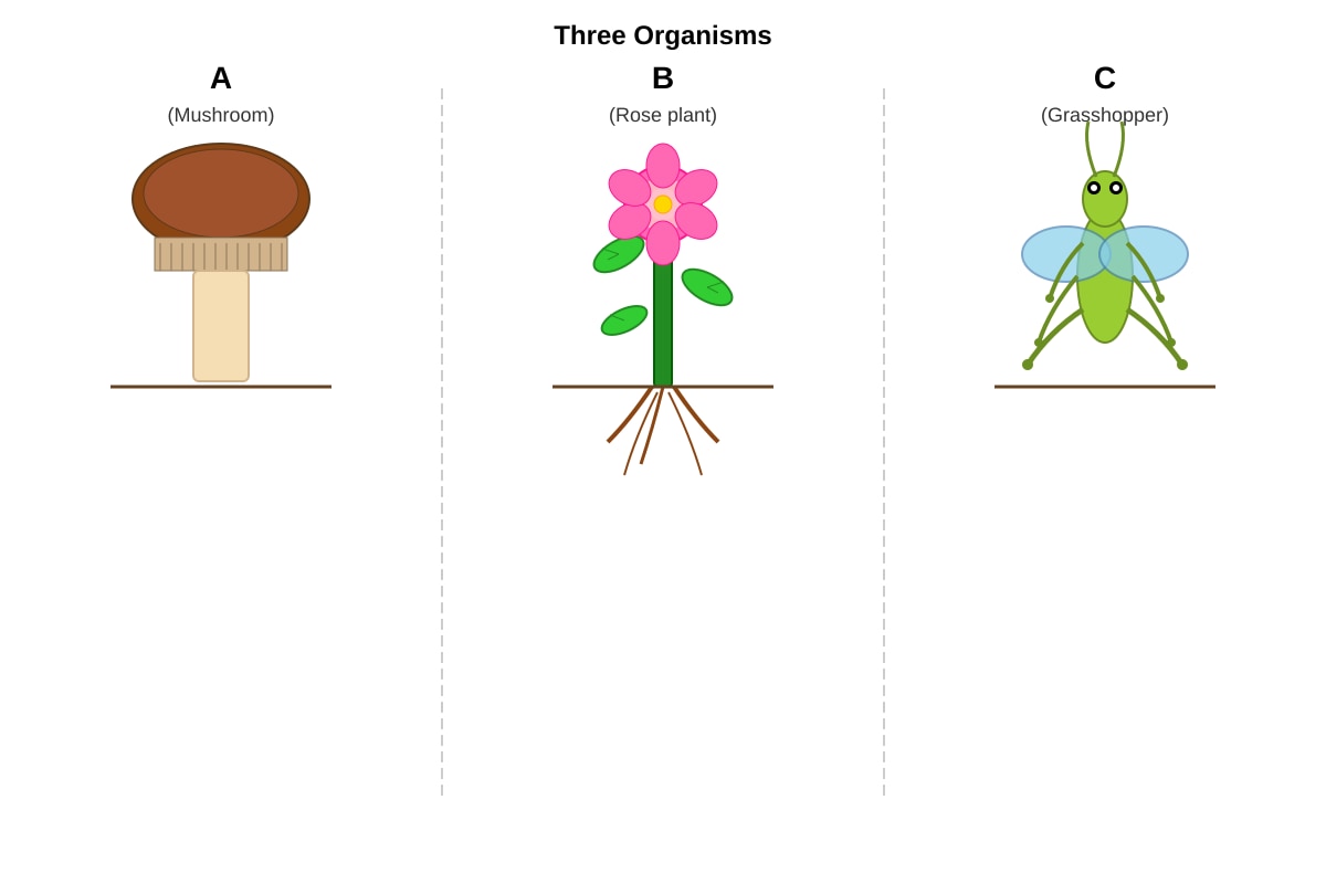 Diagram for Q15 (P4 Science)