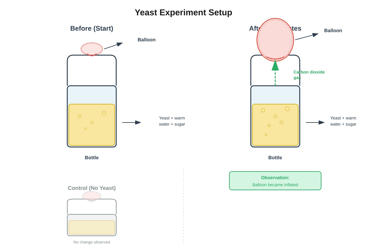 Experimental Setup for Q18 (P3 Science)