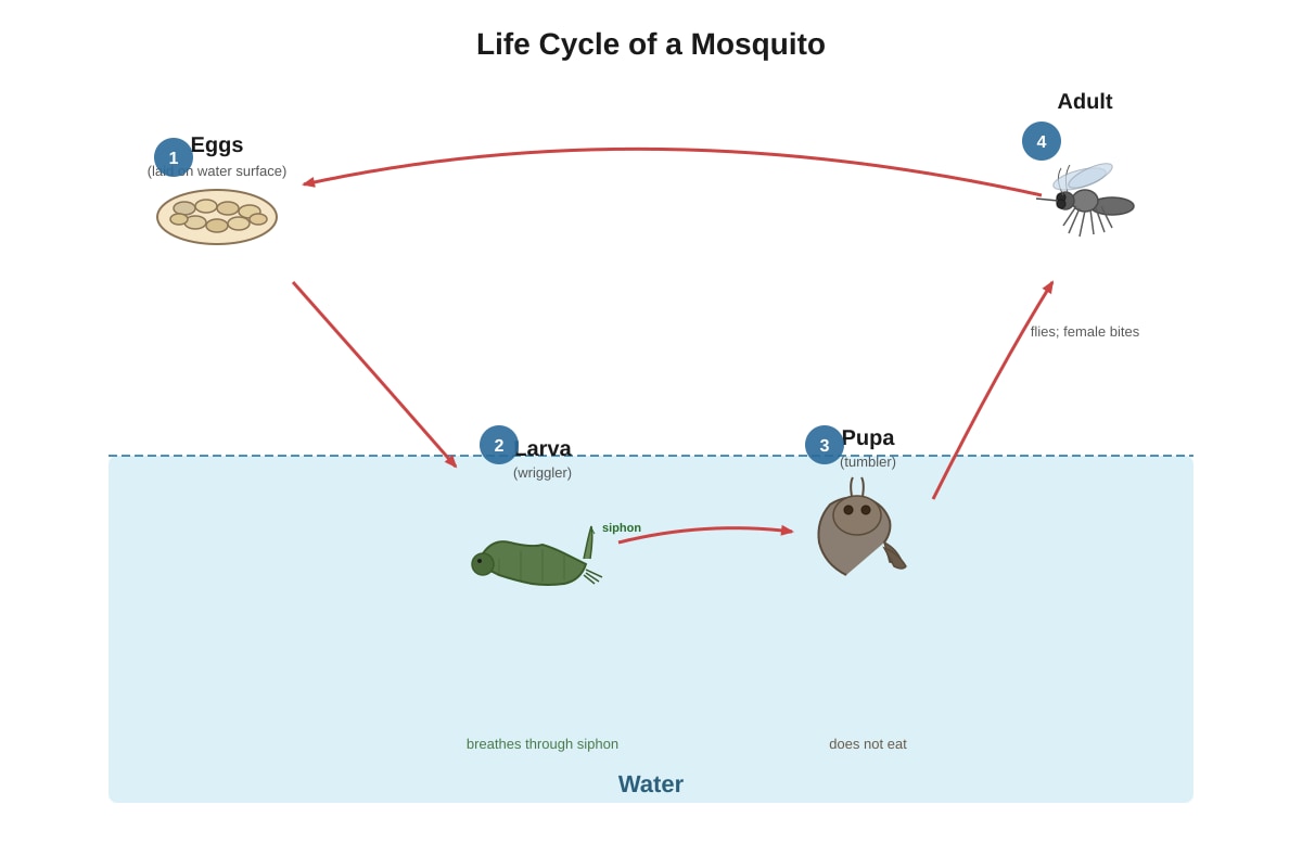 Diagram for Q35 (P6 Science)