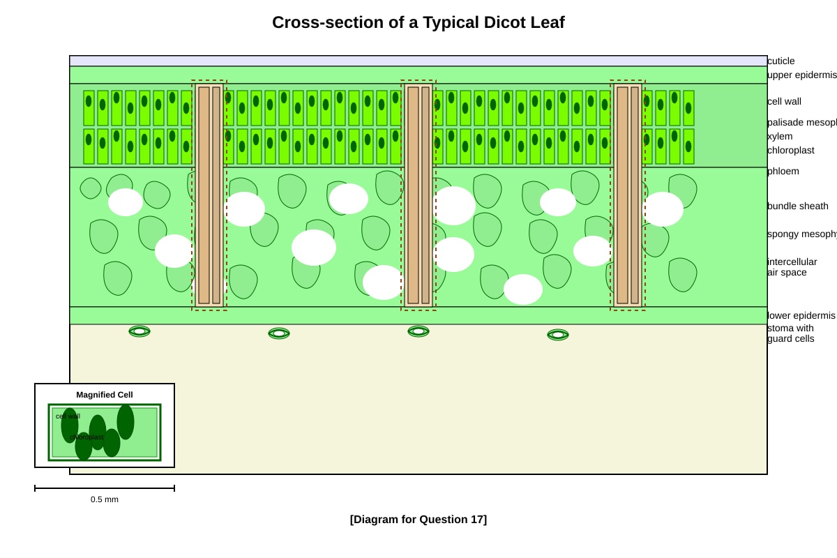 Diagram for Q17 (SEC3 Biology)