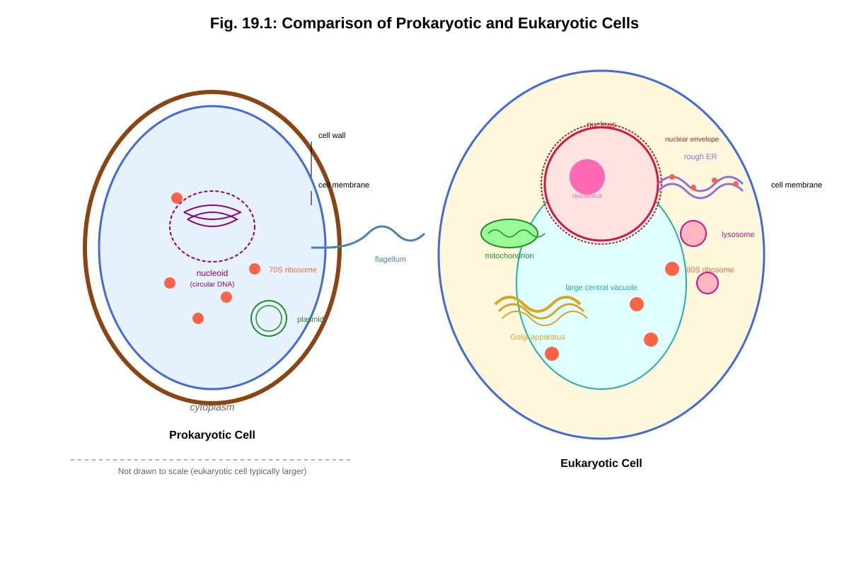 Diagram for Q19 (ALEVEL Biology H2)