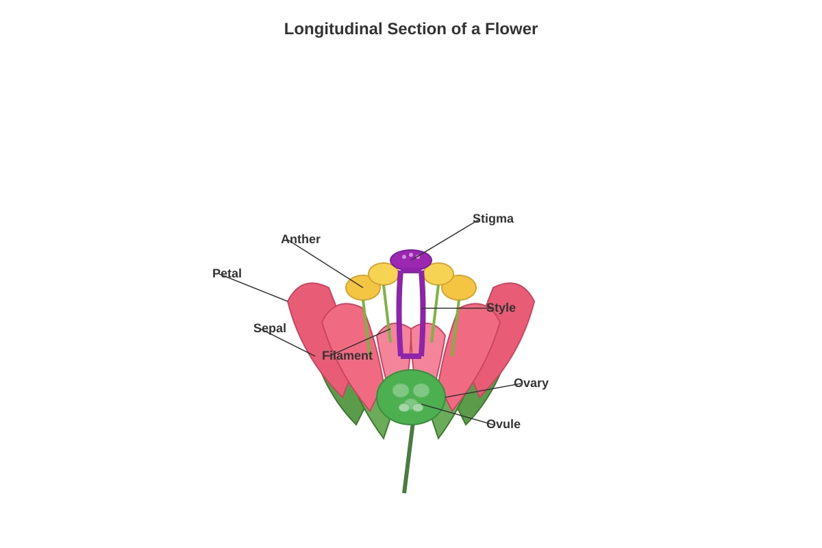 Diagram for Q25 (P6 Science)