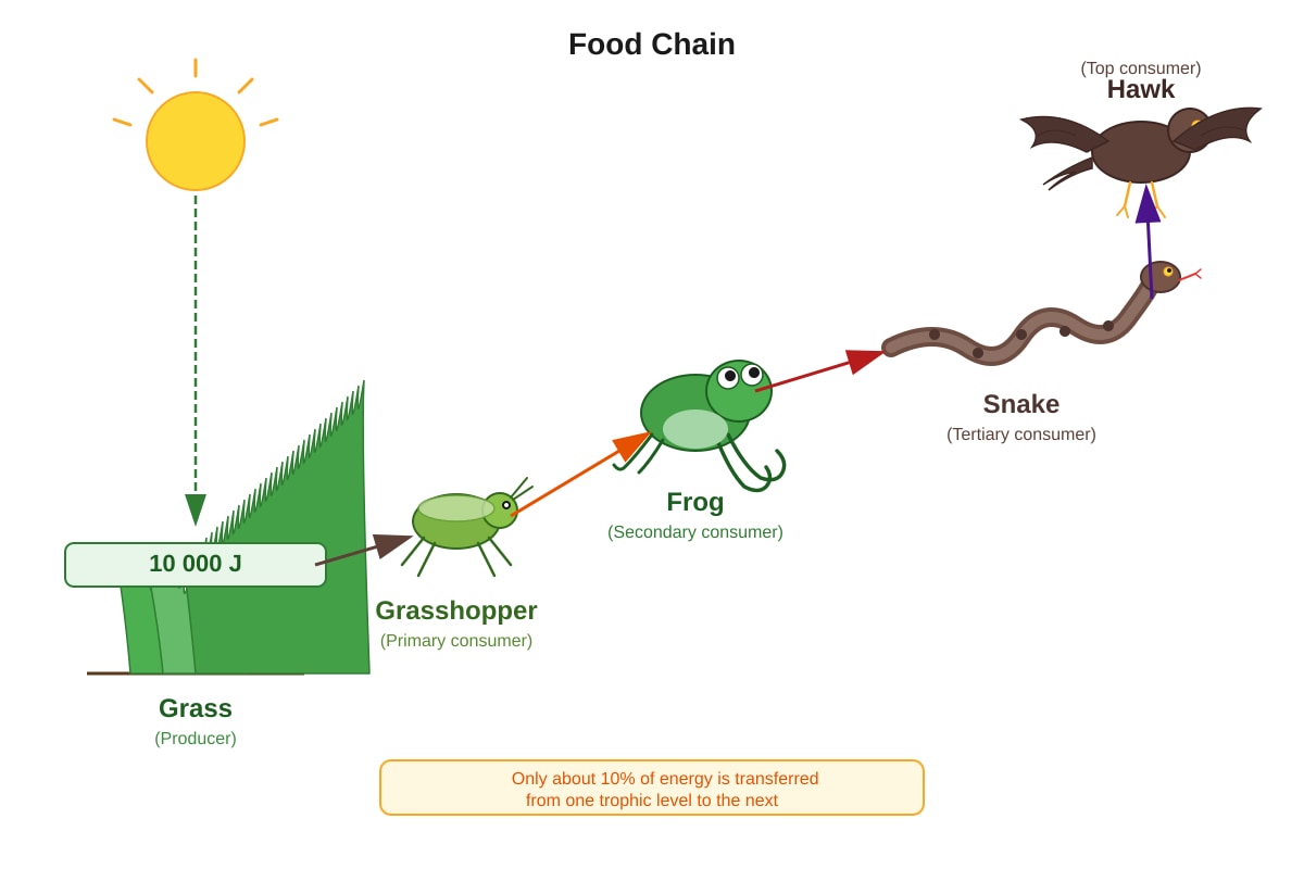 Diagram for Q17 (P6 Science)