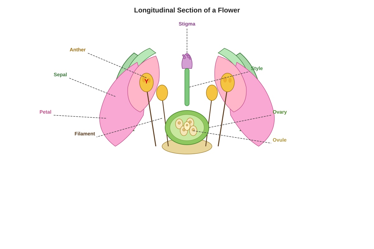 Diagram for Q15 (P6 Science)