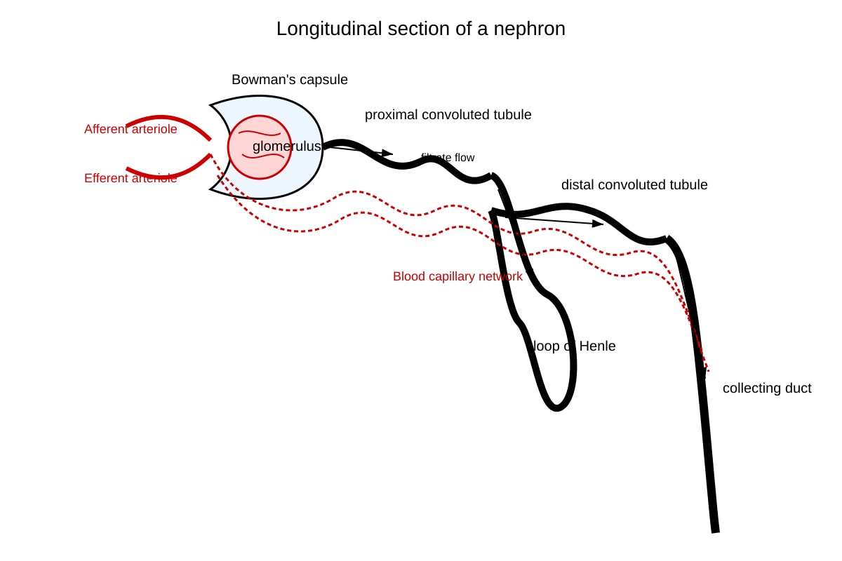 Diagram for Q18 (SEC4 Combined Sci Bio)