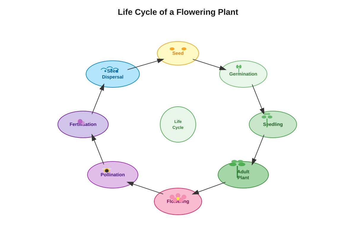 Diagram for Q24 (P5 Science)