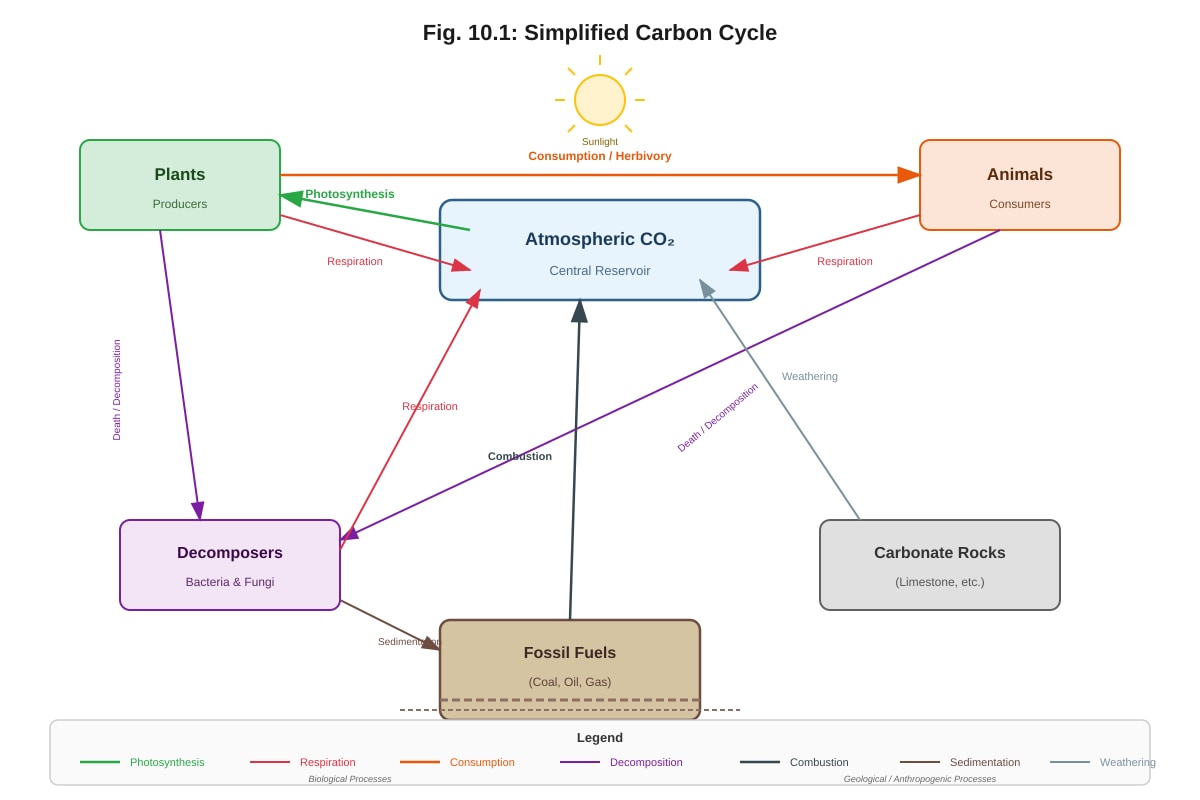 Diagram for Q10 (ALEVEL Biology H2)