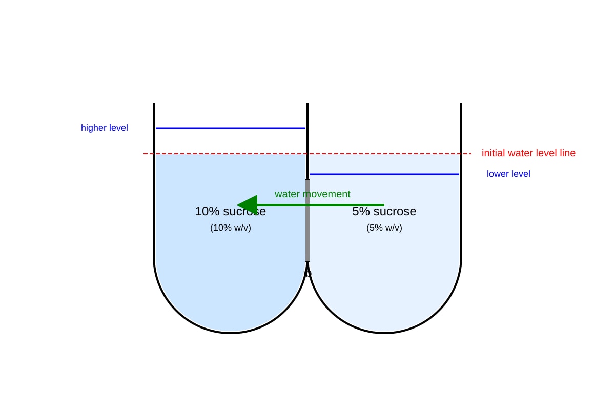 Experimental Setup for Q13 (SEC4 Combined Sci Bio)