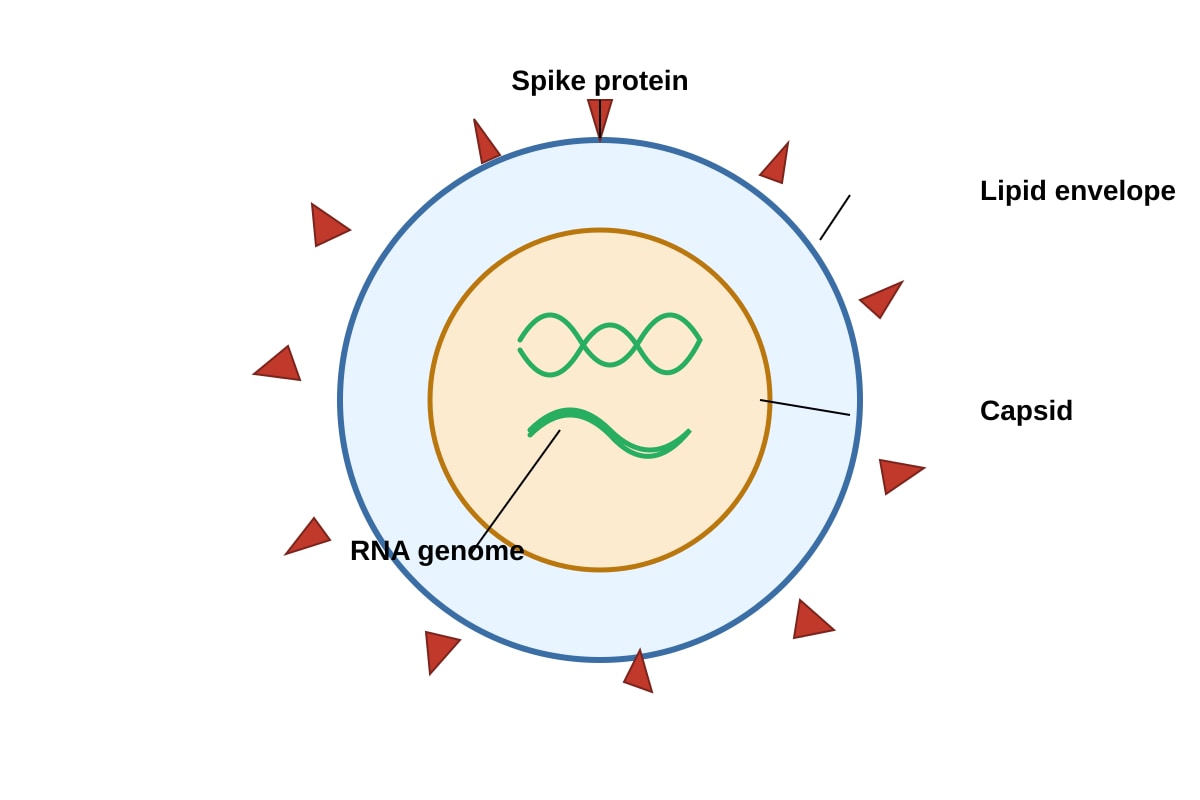 Diagram for Q13 (ALEVEL Biology H2)
