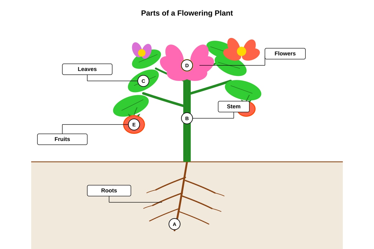Diagram for Q5 (P4 Science)