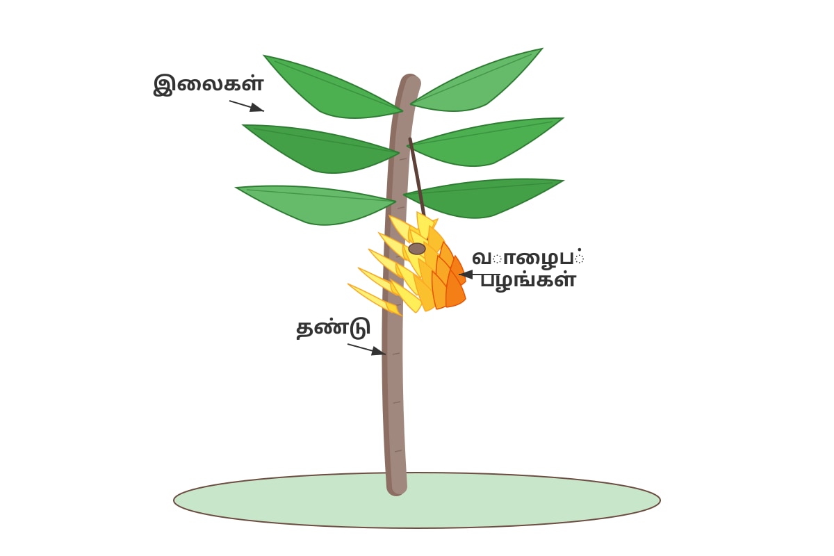 Diagram for Q16 (P2 Tamil)