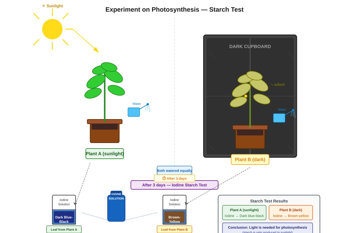 Experimental Setup for Q25 (P6 Science)
