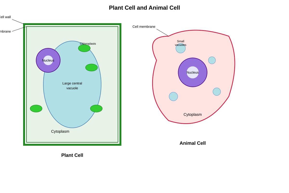 Diagram for Q4 (P6 Science)