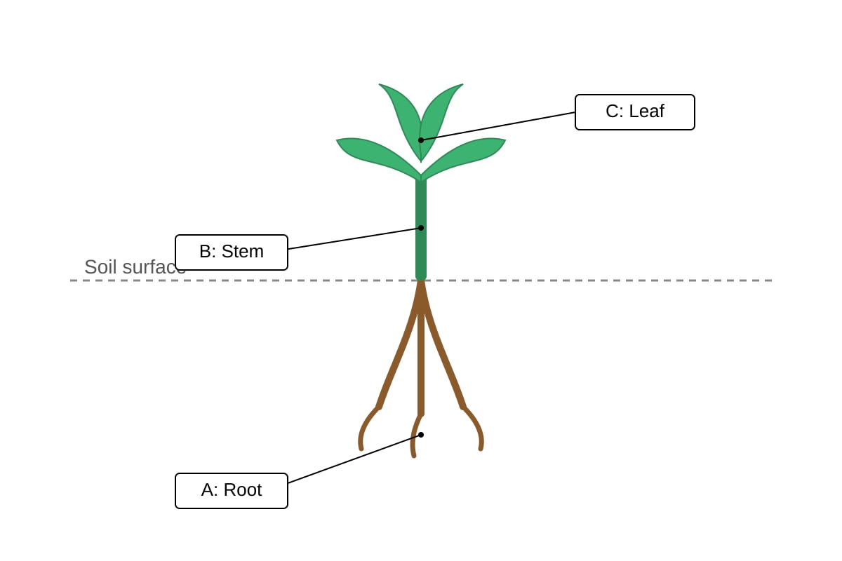 Diagram for Q17 (P4 Science)