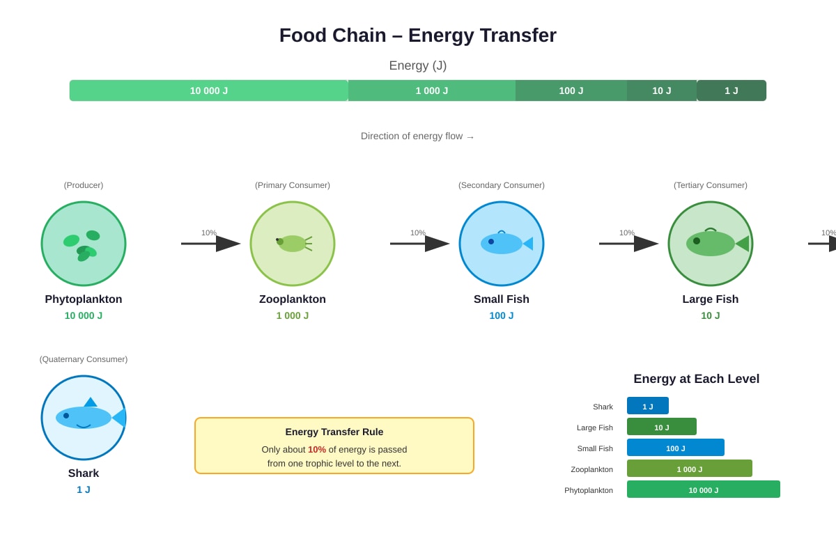 Diagram for Q23 (P6 Science)