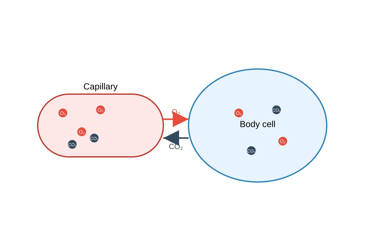 Diagram for Q16 (SEC4 Pure Biology)