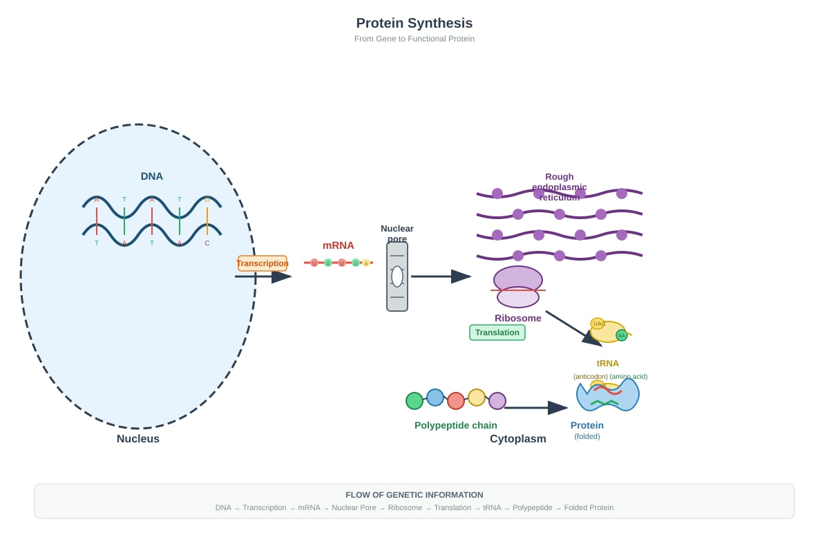 Diagram for Q12 (ALEVEL Biology H1)