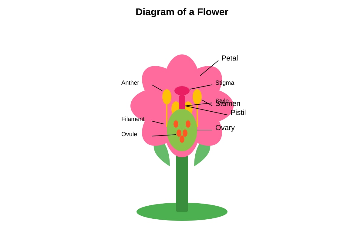 Diagram for Q16 (P3 Science)