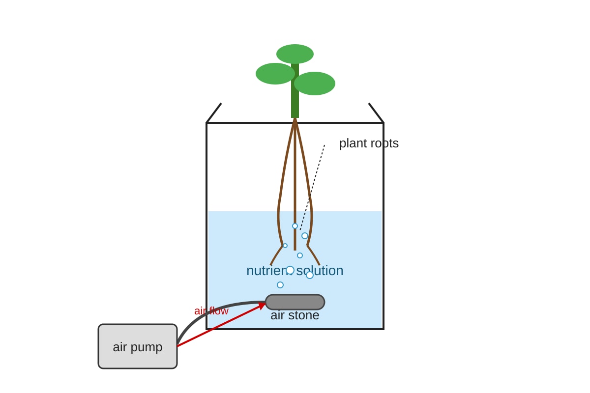 Experimental Setup for Q20 (OLEVEL Biology)