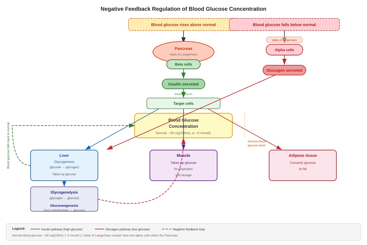 Diagram for Q15 (ALEVEL Biology H2)
