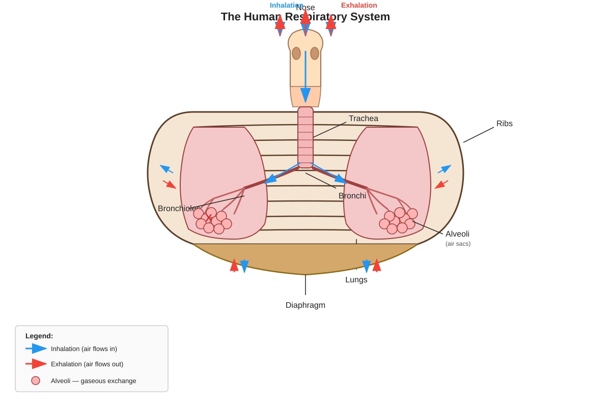 Diagram for Q32 (P5 Science)