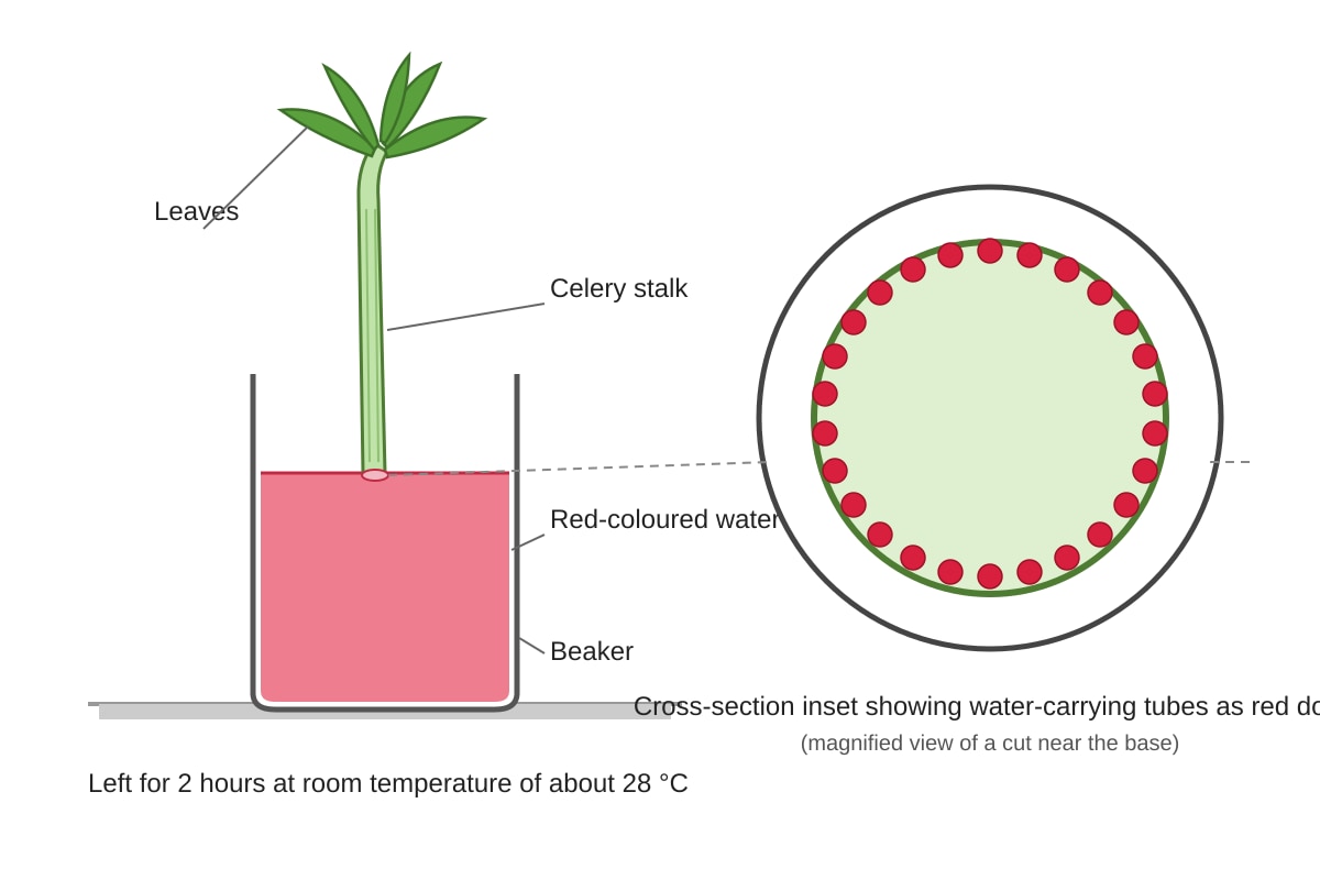 Experimental Setup for Q11 (P5 Science)