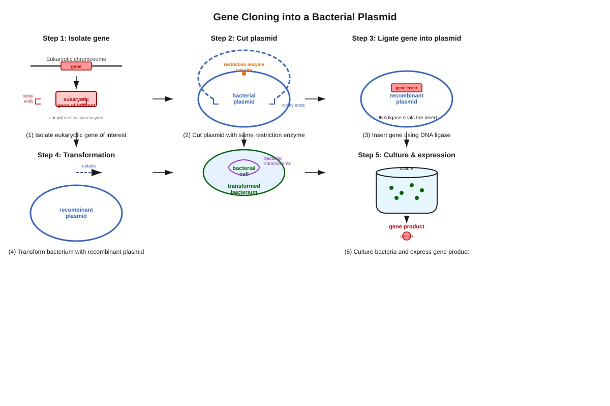 Diagram for Q16 (ALEVEL Biology H3)