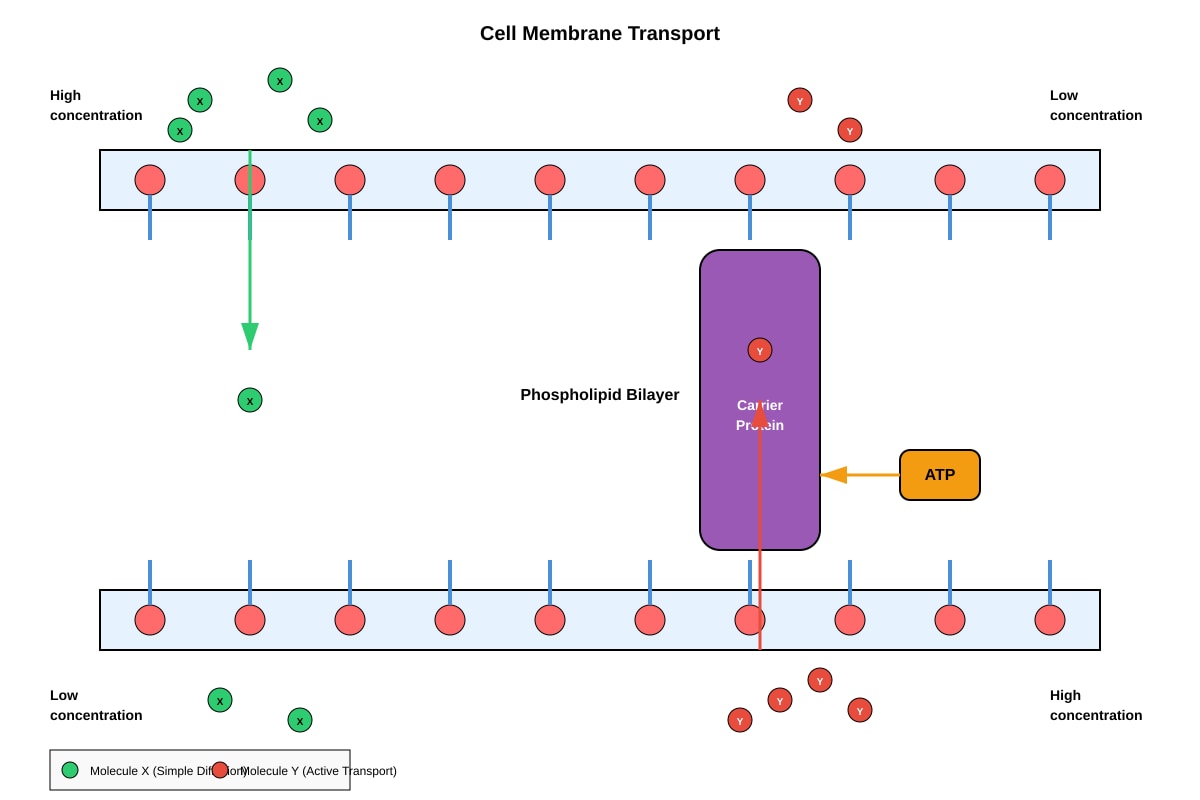 Diagram for placeholder 6 (OLEVEL Biology)