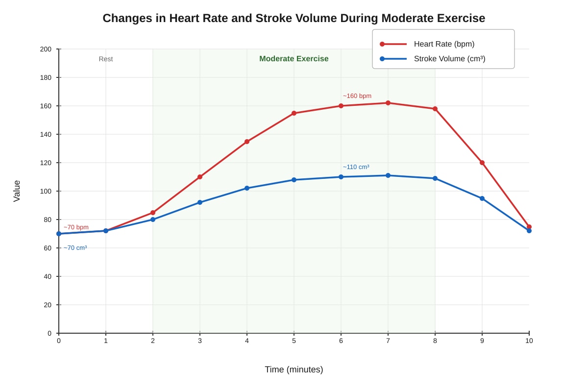 Graph for placeholder 3 (ALEVEL Biology H3)