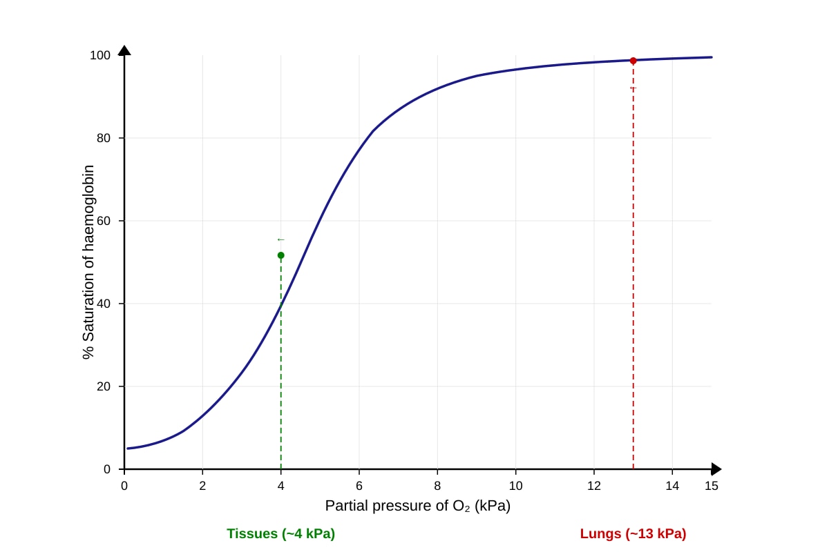 Graph for Q14 (ALEVEL Biology H3)