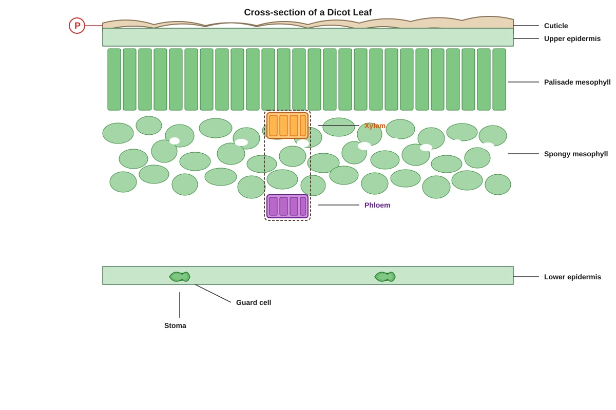 Diagram for Q2 (SEC3 Biology)