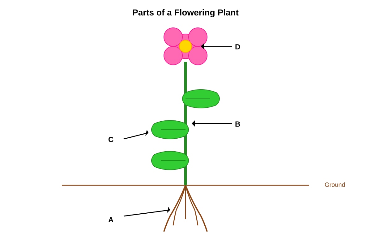 Diagram for Q11 (P3 Science)