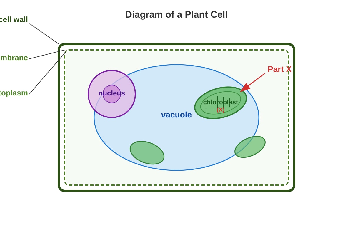 Diagram for Q1 (P5 Science)