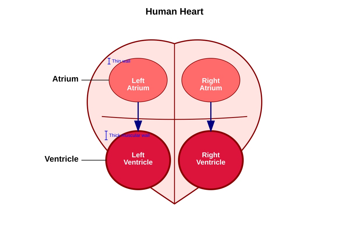 Diagram for Q18 (P5 Science)
