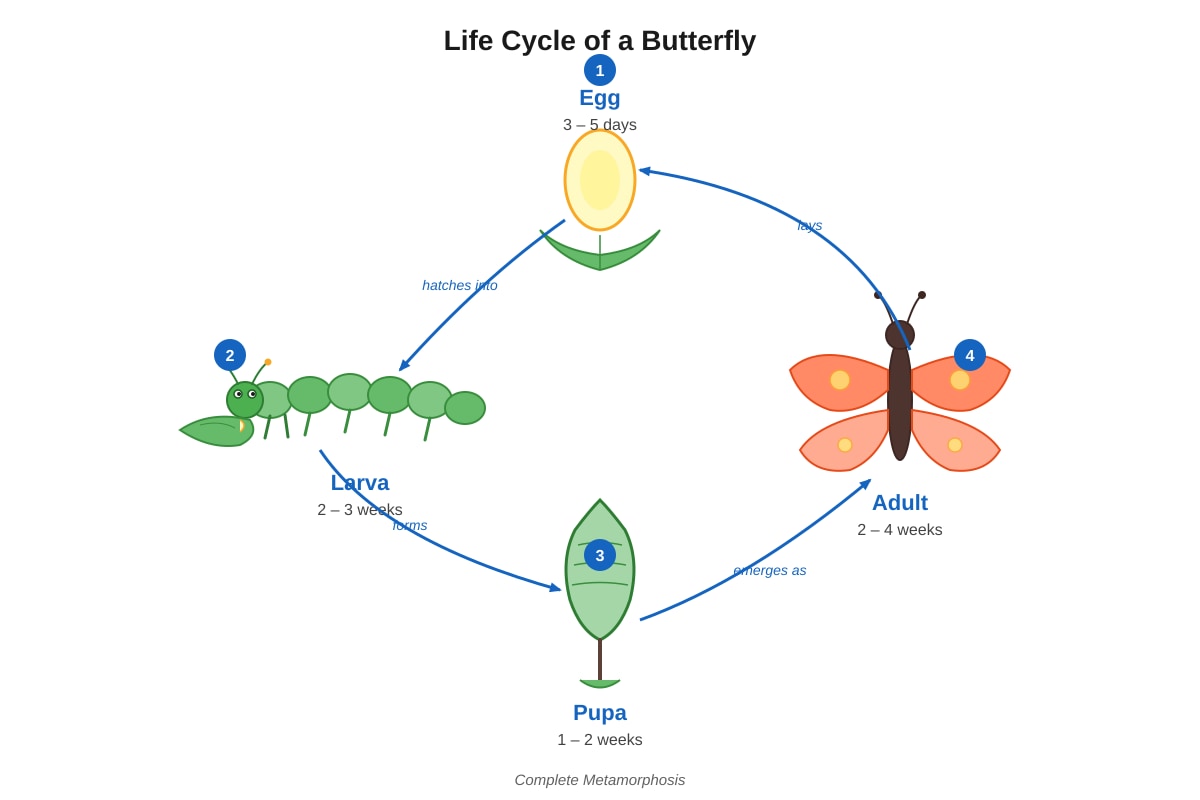 Diagram for Q43 (P6 Science)