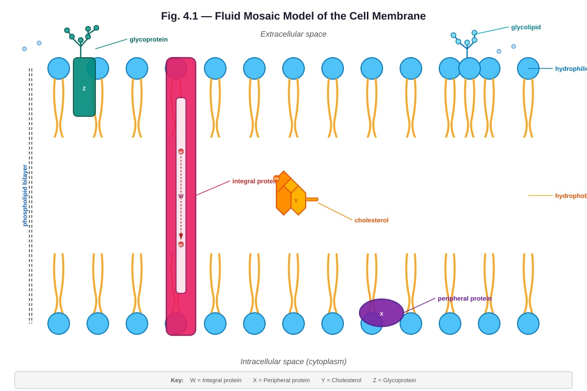 Diagram for Q4 (ALEVEL Biology H1)