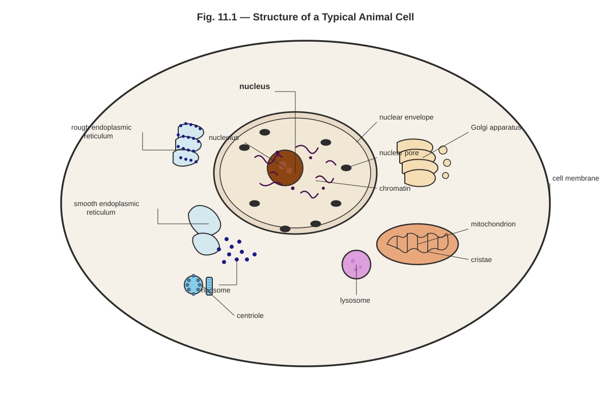 Diagram for Q11 (ALEVEL Biology H2)