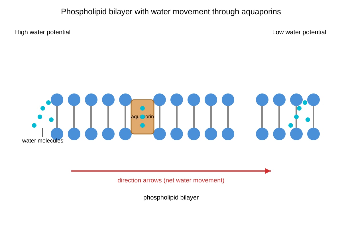 Diagram for Q10 (ALEVEL Biology H1)