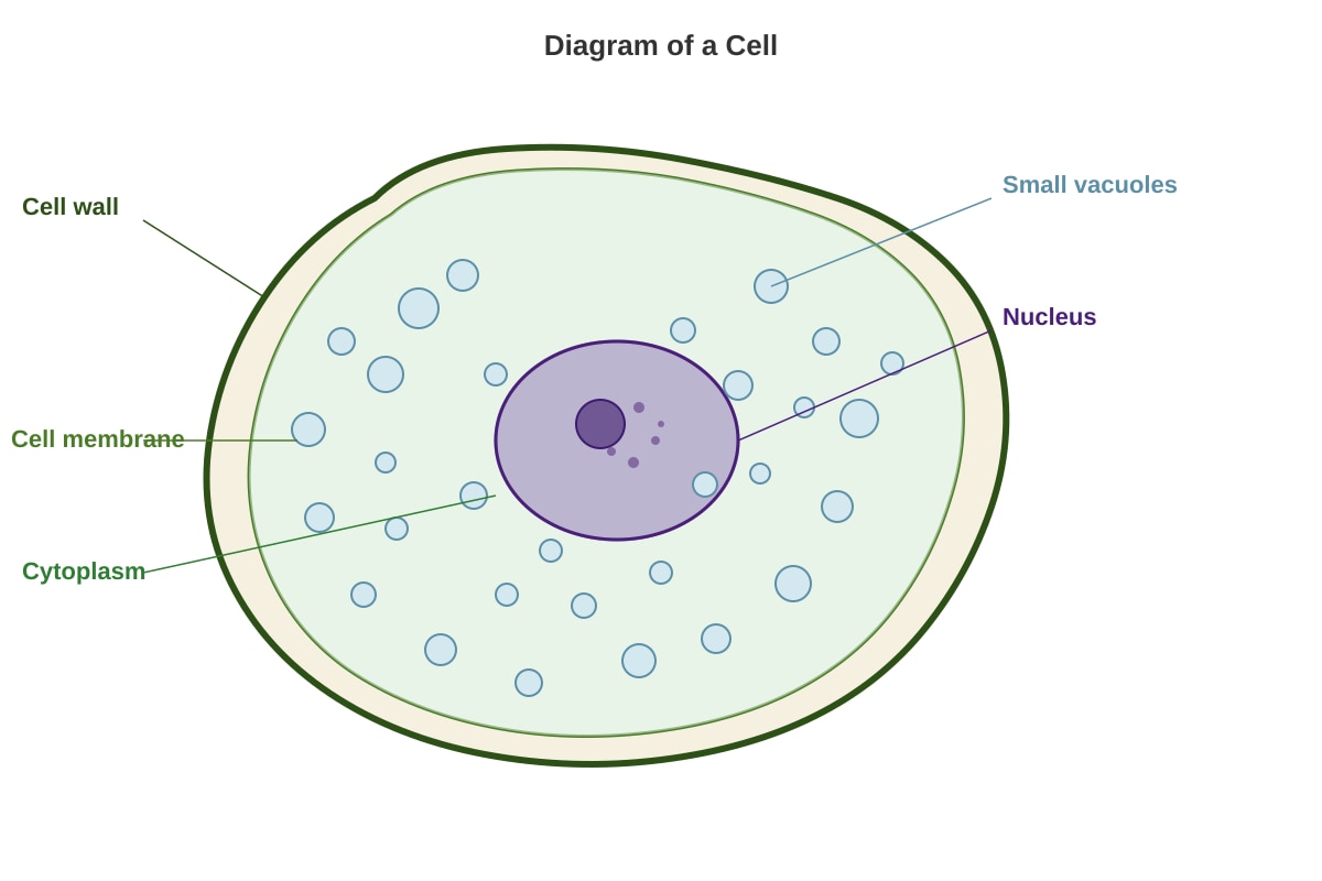 Diagram for Q37 (P6 Science)