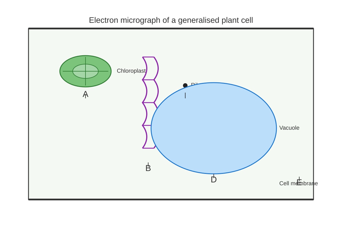 Diagram for Q8 (SEC4 Pure Biology)