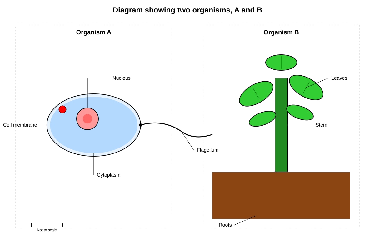 Diagram for Q11 (P5 Science)