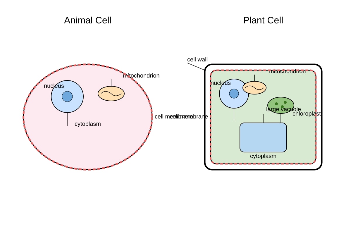 Diagram for Q17 (SEC4 Combined Sci Bio)
