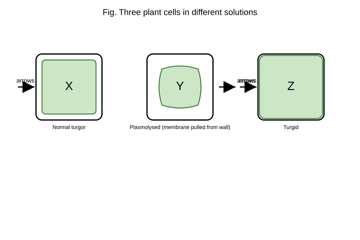 Diagram for Q19 (SEC4 Pure Biology)