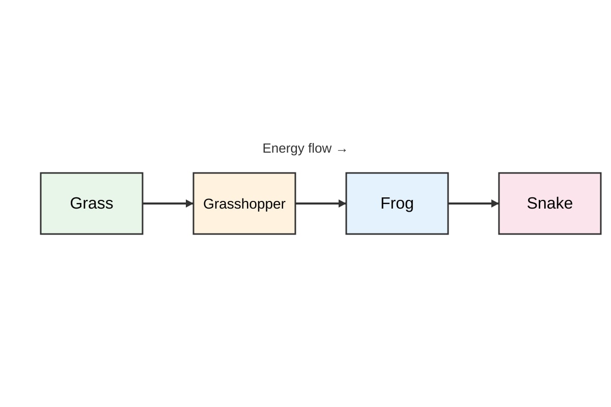 Diagram for Q11 (SEC3 Biology)