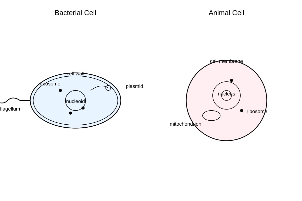 Diagram for Q19 (OLEVEL Biology)