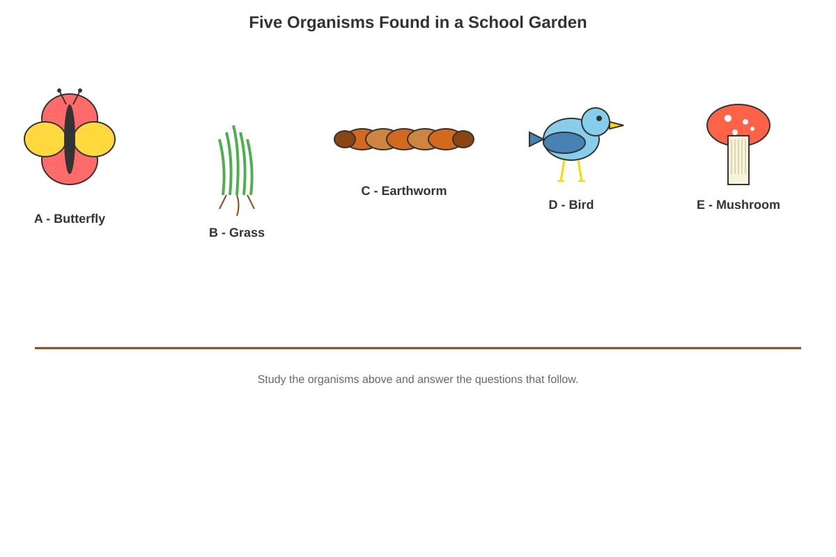 Diagram for Q29 (P6 Science)