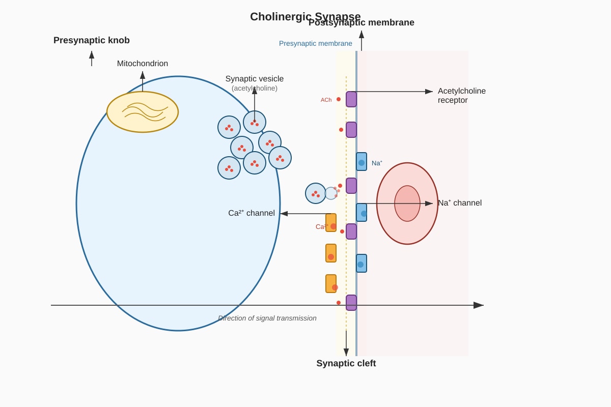 Diagram for Q9 (ALEVEL Biology H3)