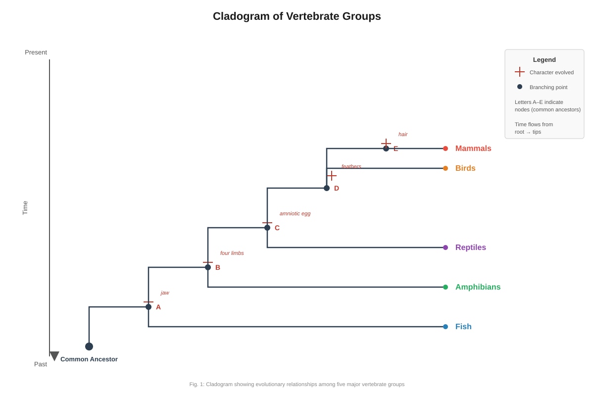 Diagram for Q20 (SEC3 Biology)