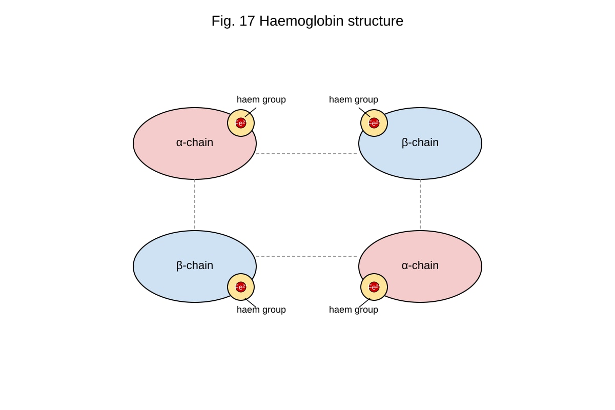 Diagram for Q17 (ALEVEL Biology H1)