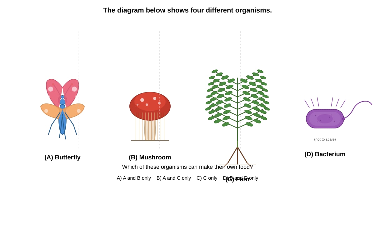 Diagram for Q2 (P6 Science)